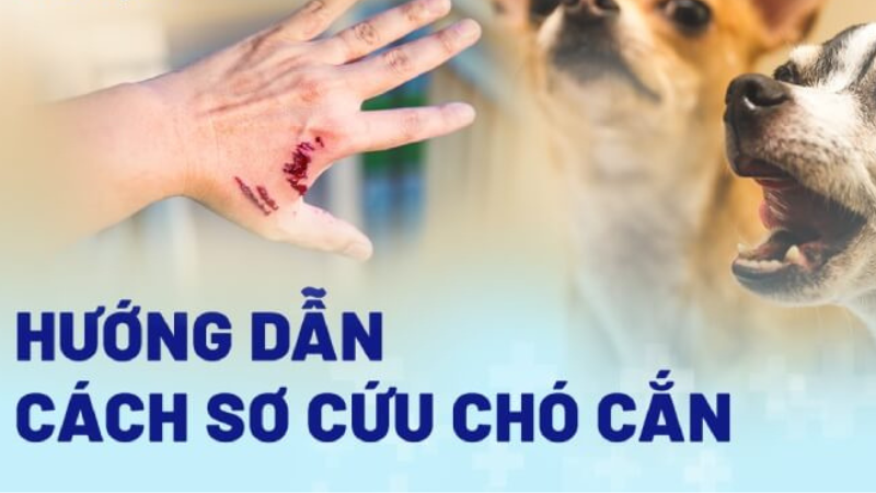 bệnh dại có chữa được không