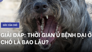 bệnh dại ủ bệnh bao lâu