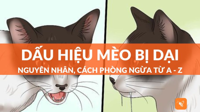 dấu hiệu bệnh dại ở mèo