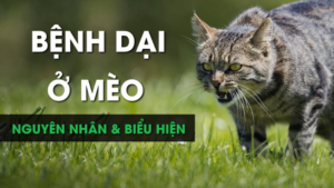 dấu hiệu bệnh dại ở mèo