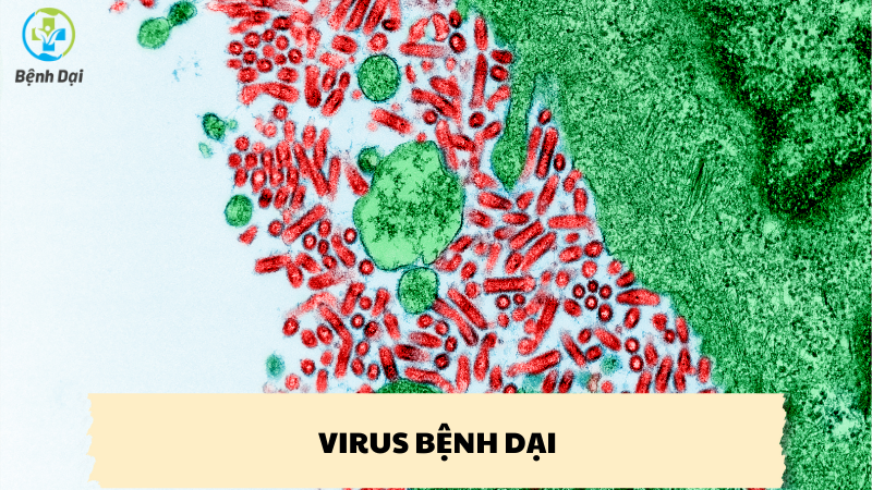 virus bệnh dại