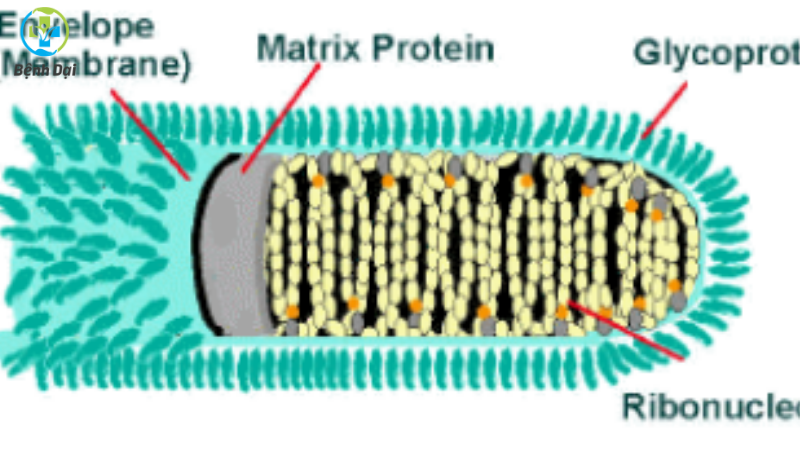 virus bệnh dại