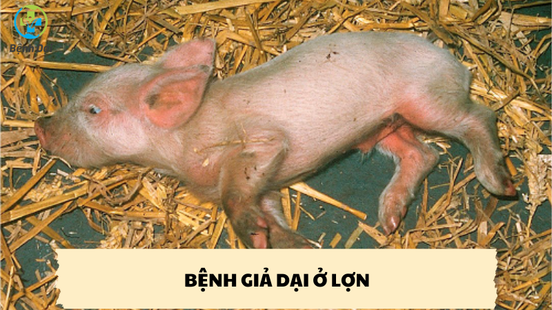 bệnh giả dại ở lợn